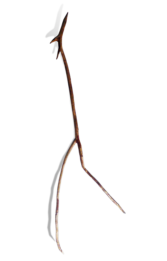Licola Twig Peter Syndicas