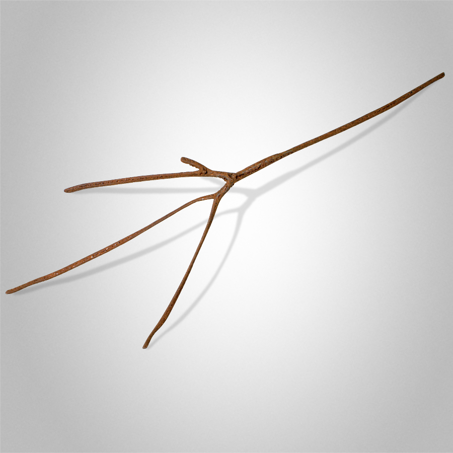 Old Red Gum Peter Syndicas