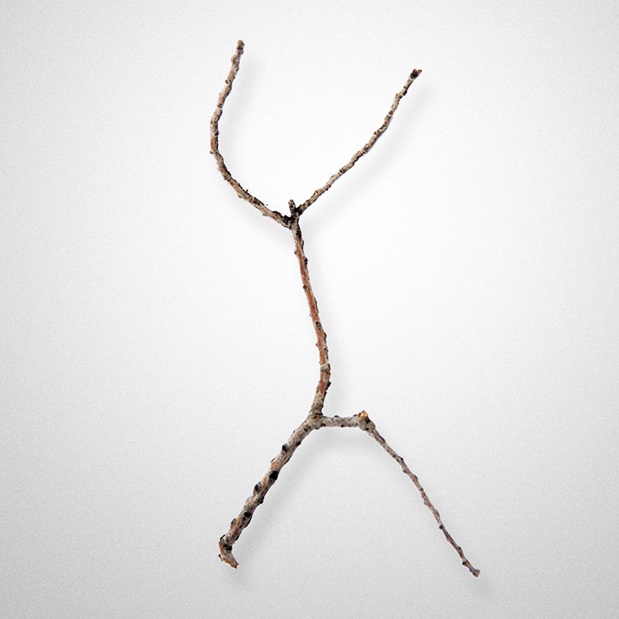 Australian Native Twig Peter Syndicas