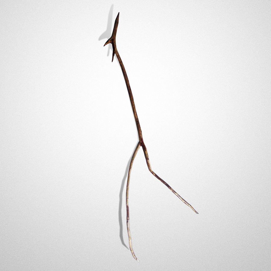 Licola Twig Peter Syndicas