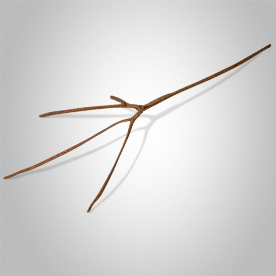 Old Red Gum Peter Syndicas